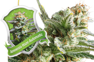 Amnesia Haze Automatic - Royal Queen Seeds Amnesia Haze Automatic - Royal Queen Seeds