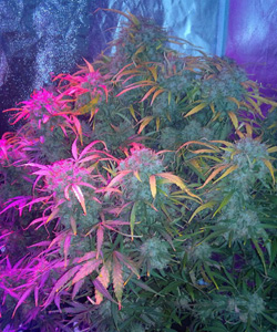 Cannabis plante à autofloraison en Intérieur Cannabis plante à autofloraison en Intérieur
