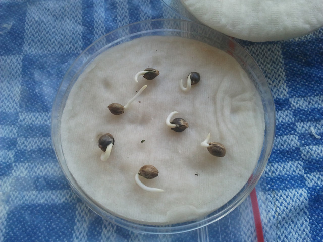 Dutch Headshop Blog Germer Graines Cannabis Avec Disques En