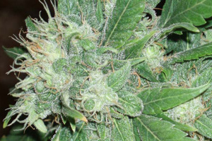 Easy Ryder - Joint Doctor Seeds Easy Ryder - Joint Doctor Seeds