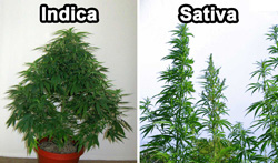 Blog - Top 5 graines de cannabis pour culture intérieure | Dutch ... Blog - Top 5 graines de cannabis pour culture intérieure | Dutch ...