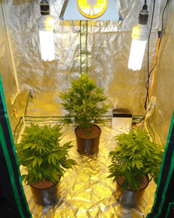 Blog - Top 5 graines de cannabis pour culture intérieure | Dutch ... Blog - Top 5 graines de cannabis pour culture intérieure | Dutch ...