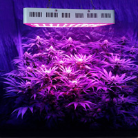 Lumière intérieure Growing Plant de cannabis Lumière intérieure Growing Plant de cannabis