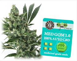 Med Gom 1.0 autoflower seeds Med Gom 1.0 autoflower seeds