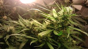 Auto Northern Light Private Label Seeds Auto Northern Light Private Label Seeds