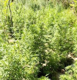 Guerrilla Cannabis à autofloraison en Extérieur Guerrilla Cannabis à autofloraison en Extérieur