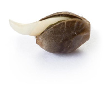 Germination des graines close-up Germination des graines close-up