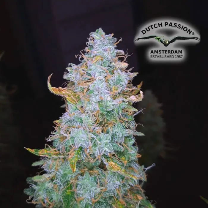 Auto Night Queen (Dutch Passion) 3 graines