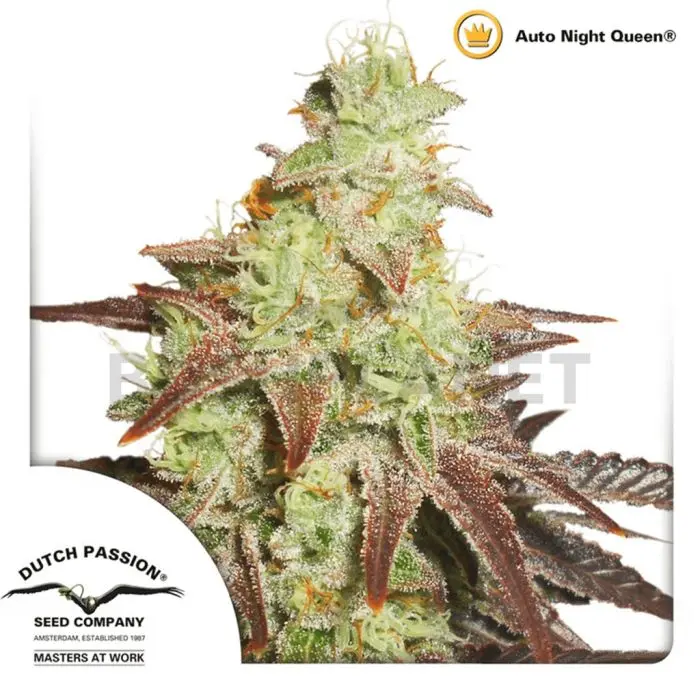 Auto Night Queen (Dutch Passion) 3 graines