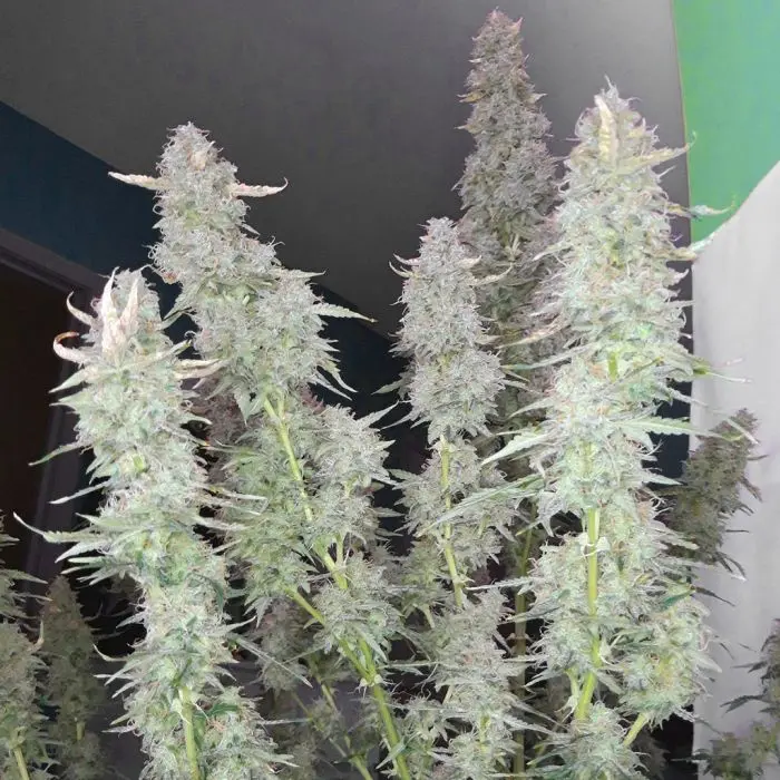 Auto Night Queen (Dutch Passion) 3 graines