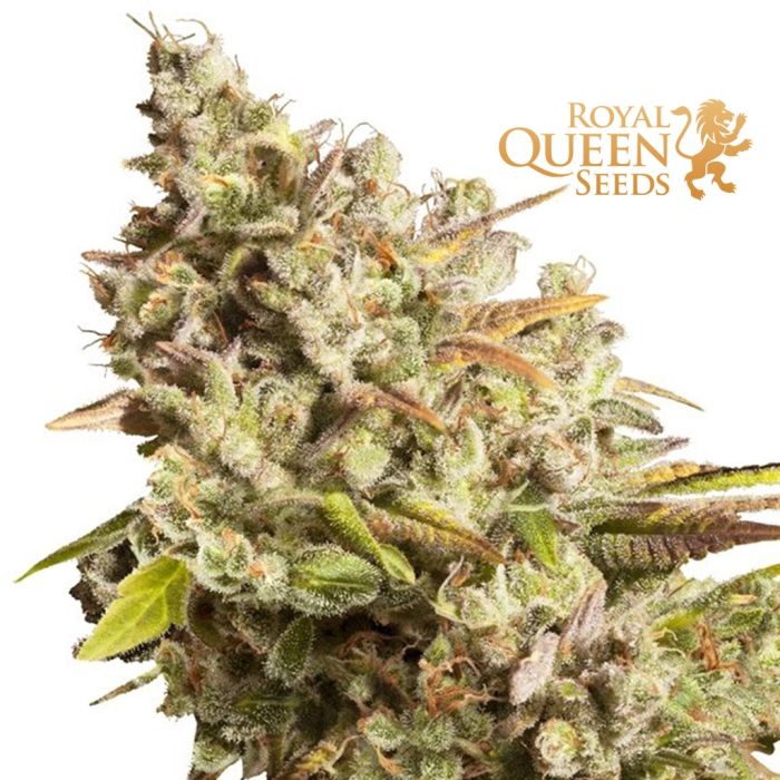 Comment conserver les graines - Royal Queen Seeds