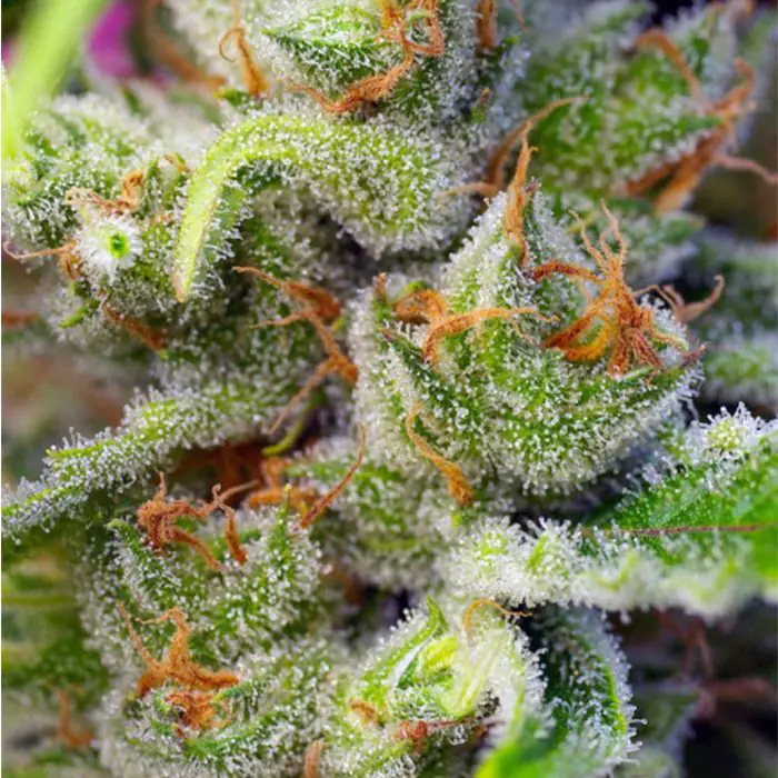 Gorilla Girl (Sweet Seeds)