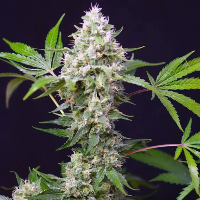 Sweet Amnesia Haze XL Auto (Sweet Seeds)