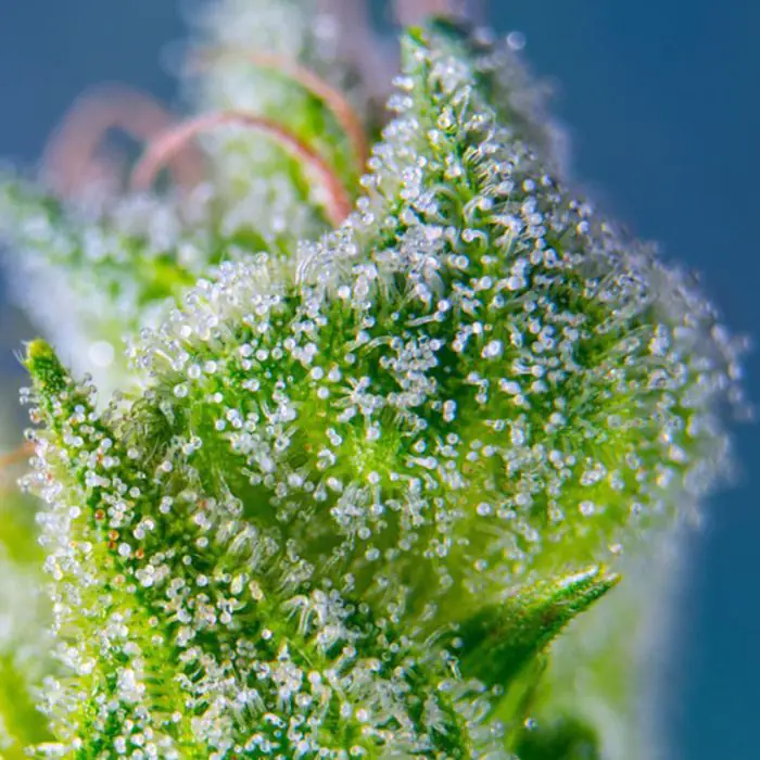 Sweet Amnesia Haze XL Auto (Sweet Seeds)