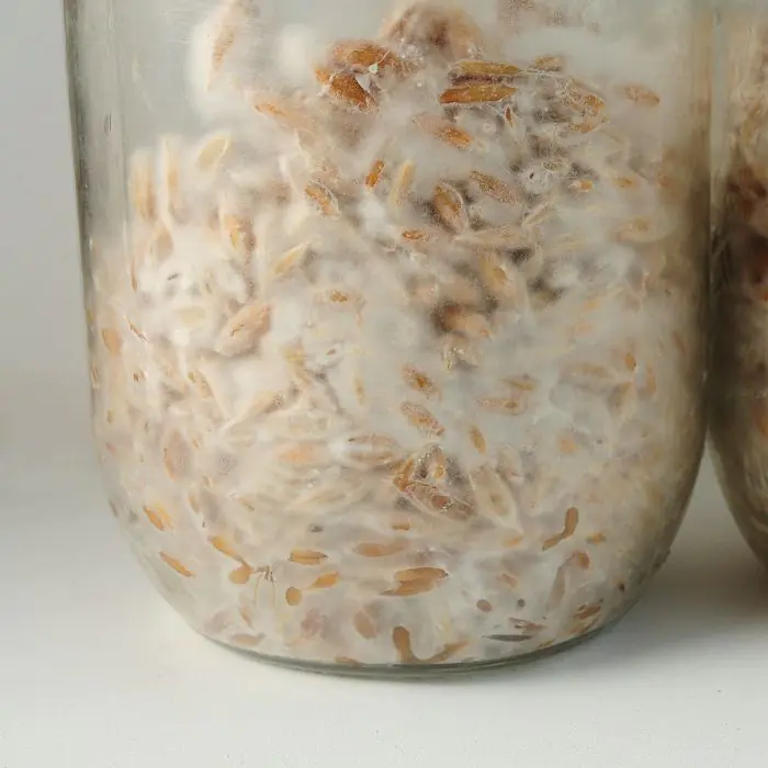 Farine de Seigle Biologique (Vitiv) 500 grammes