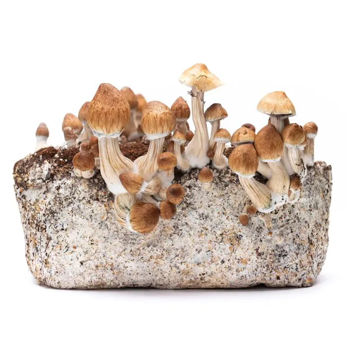 Farine de Seigle Biologique (Vitiv) 500 grammes