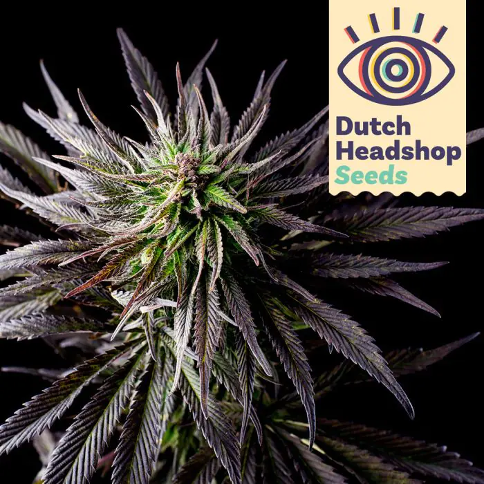 Fast Granddaddy Purple (Marque Privée)