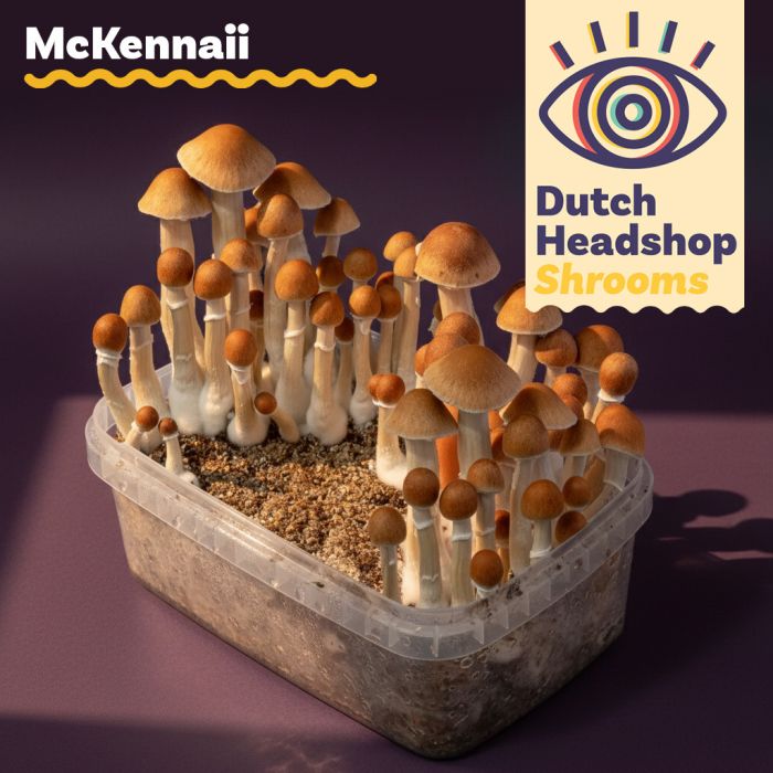 Kit de Culture de Champignons Magiques McKennaii (Marque Privée main product photo