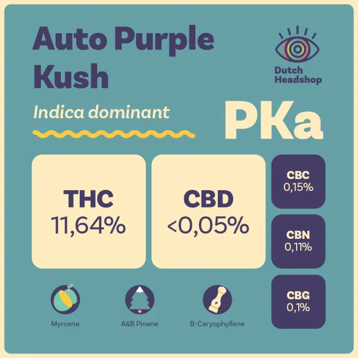 Auto Purple Kush (Marque Privée)