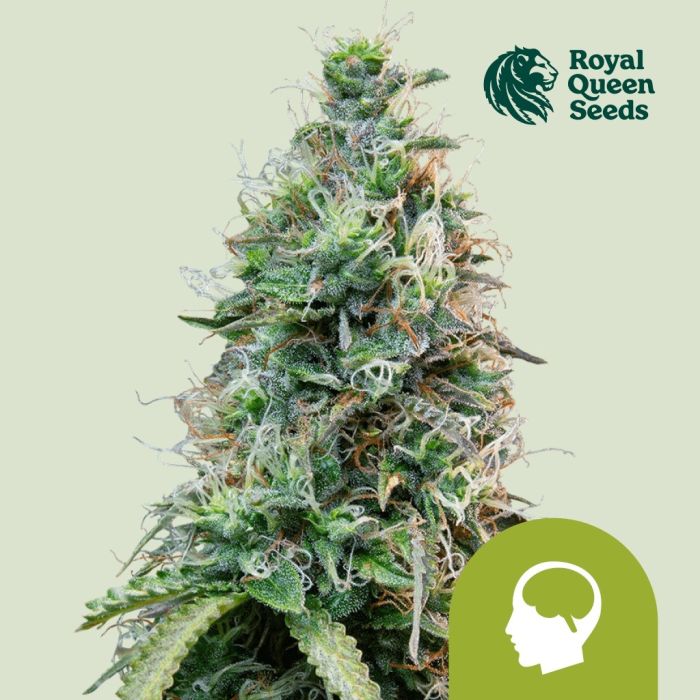 Amnesia Haze Automatic (Royal Queen Seeds) 5 graines main product photo
