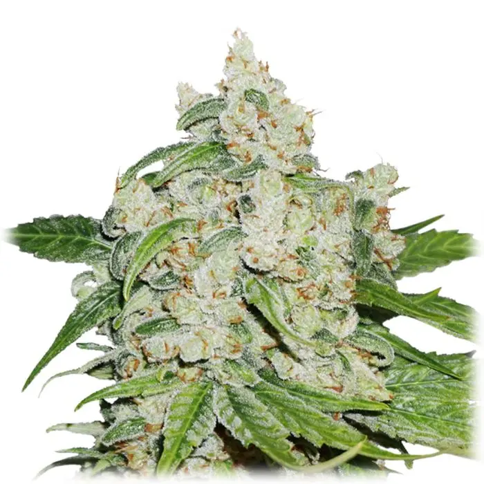 Auto Brooklyn Sunrise (Dutch Passion) 3 graines