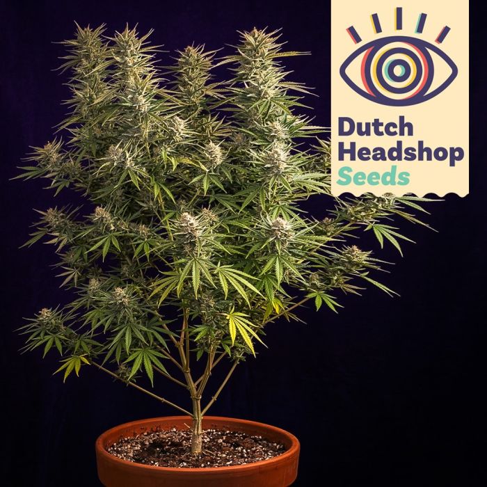 Auto Jack Herer (Marque Privée) main product photo