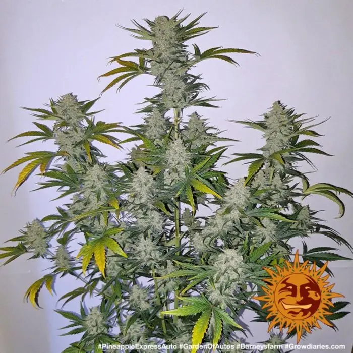 Pineapple Express Auto (Barney's Farm)