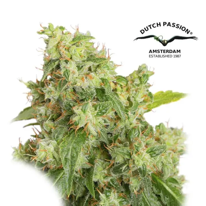 Auto Xtreme (Dutch Passion) 3 graines