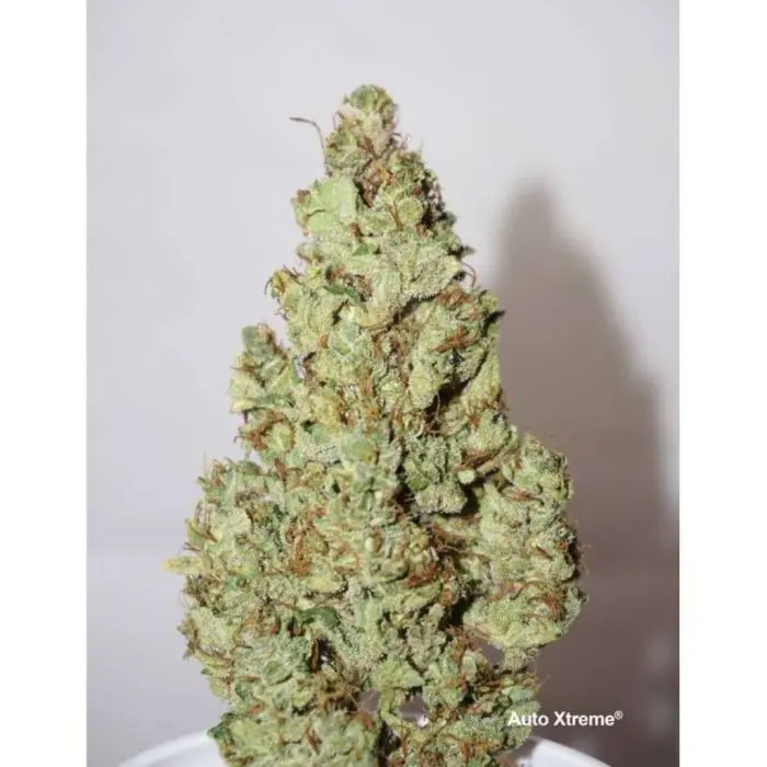 Auto Xtreme (Dutch Passion) 3 graines