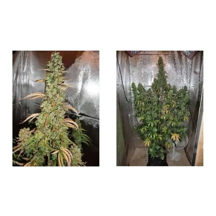 Auto Xtreme (Dutch Passion) 3 graines