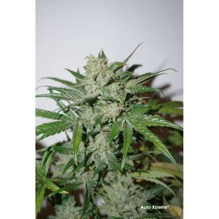 Auto Xtreme (Dutch Passion) 3 graines
