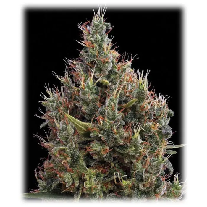 Big Bang Autofloraison (Greenhouse Seeds)