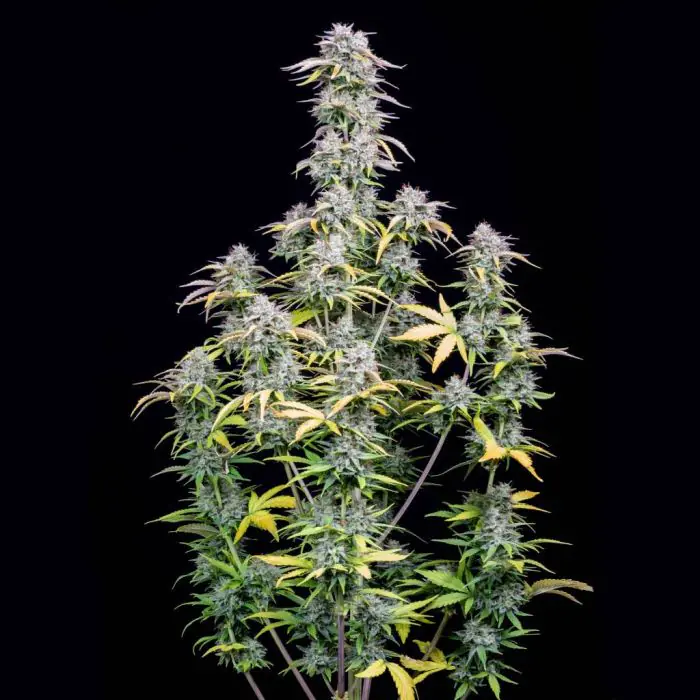 Big Bud Auto (Fast Buds)