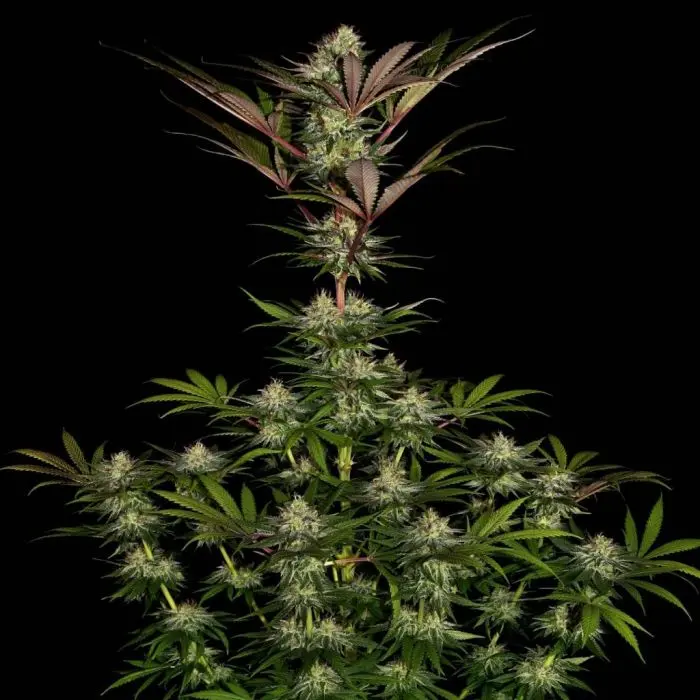 Chocolate Wafflez (Paradise Seeds)