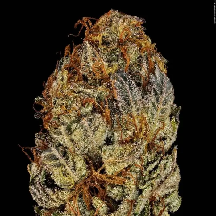 Chocolate Wafflez (Paradise Seeds)
