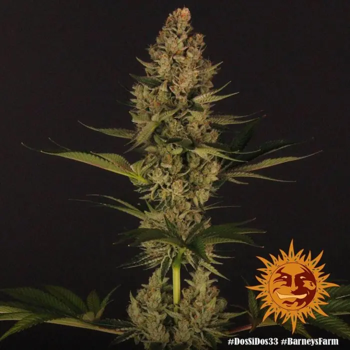 Dos Si Dos 33 (Barney's Farm)