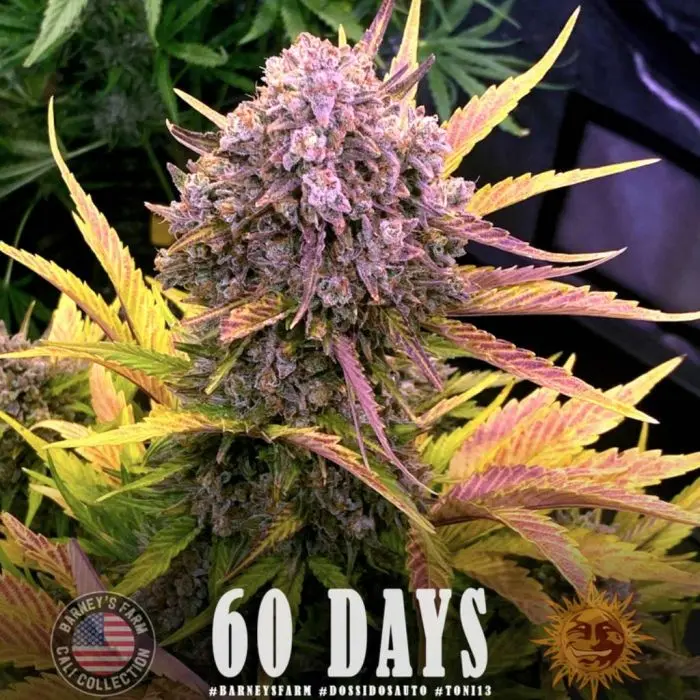 Dos Si Dos Auto (Barney's Farm)