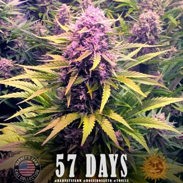 Dos Si Dos Auto (Barney's Farm)