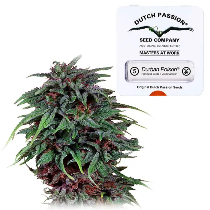 Durban Poison (Dutch Passion) 5 graines