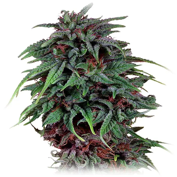 Durban Poison (Dutch Passion) 5 graines