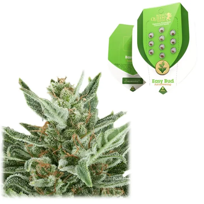 Easy Bud Autofloraison (Royal Queen Seeds) 5 graines