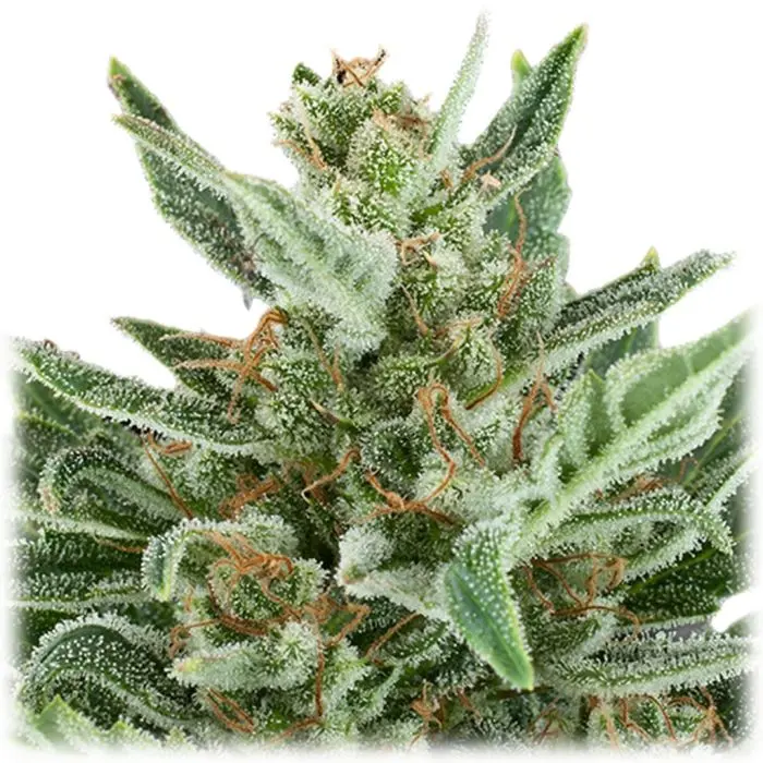 Easy Bud Autofloraison (Royal Queen Seeds) 5 graines
