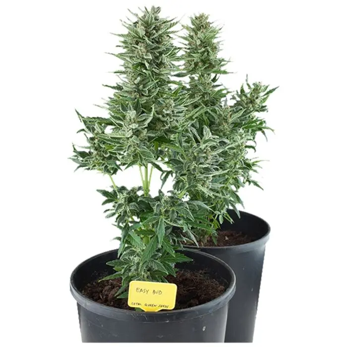 Easy Bud Autofloraison (Royal Queen Seeds) 5 graines