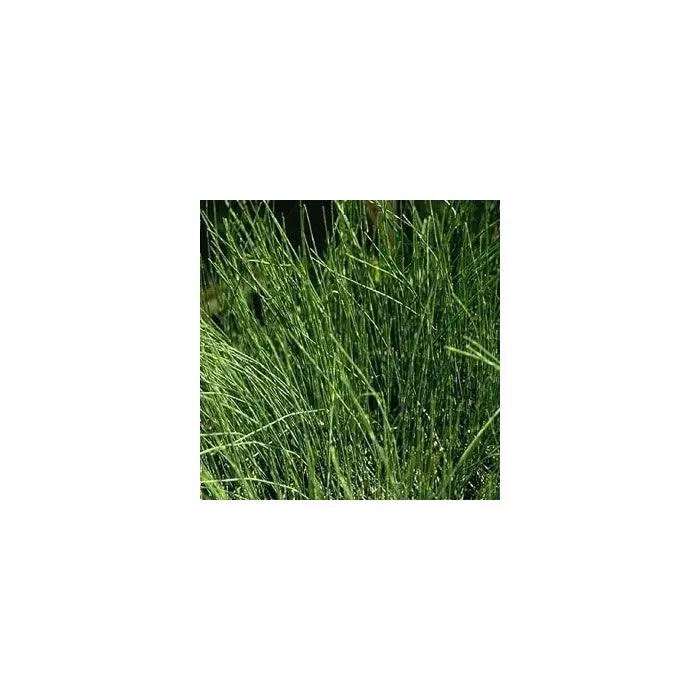 Efedra [Ephedra sinica] 20 graines