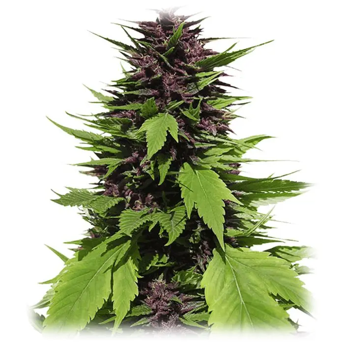 Frisian Duck (Dutch Passion) 5 graines