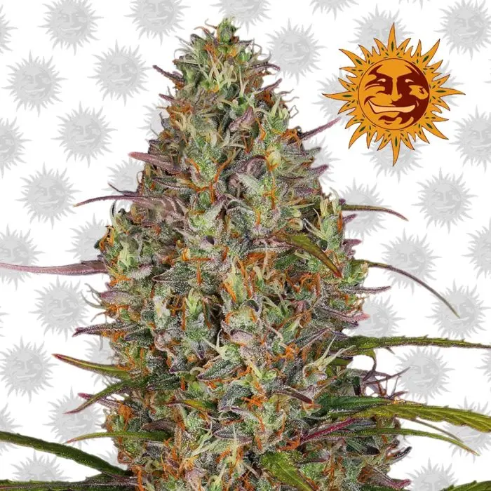 Glue Gelato Auto (Barney’s Farm) 5 Graines