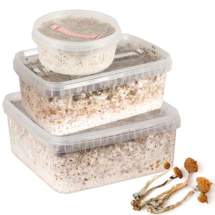 Vente de kit de culture de champignons Grow Kit Thai - Setnatur