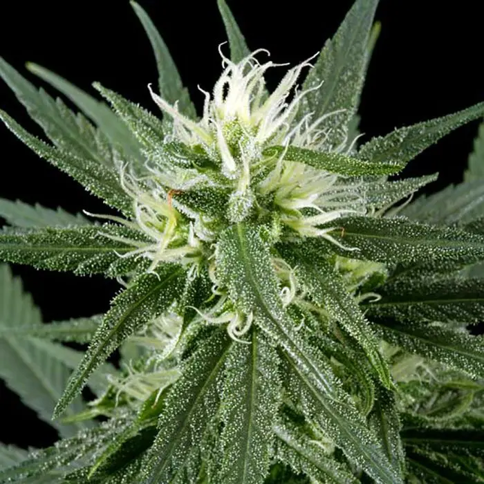 Hawaiian Snow (Greenhouse Seeds) 5 graines