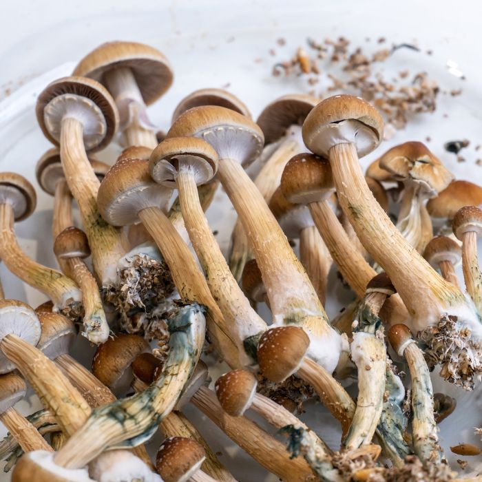 Un kit de culture pour faire pousser des champignons