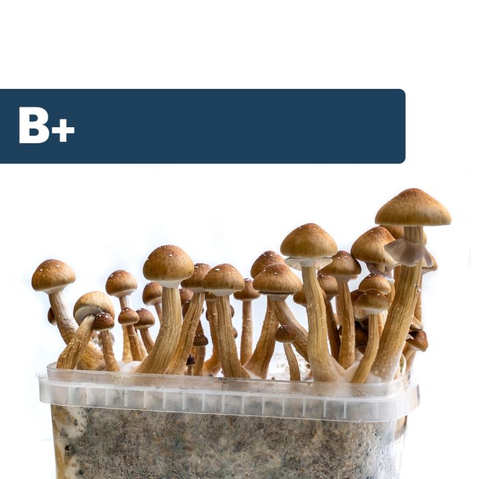 Kit de culture de champignons Psilocybe Cubensis B+ - Setnatur